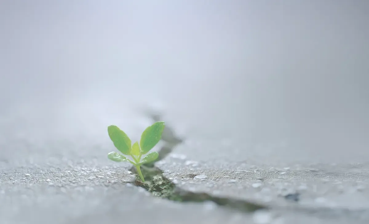 Hiểu về nỗi đau buồn và cách chúng ta chữa lành